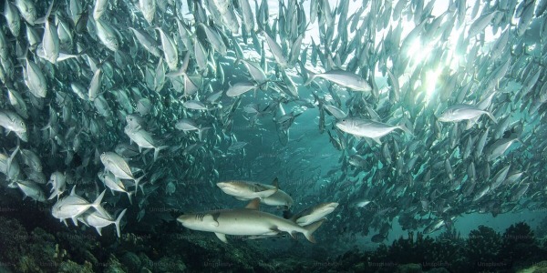 Pesca al Tonno nel Mediterraneo: Tecniche, Attrezzatura e Periodo Migliore